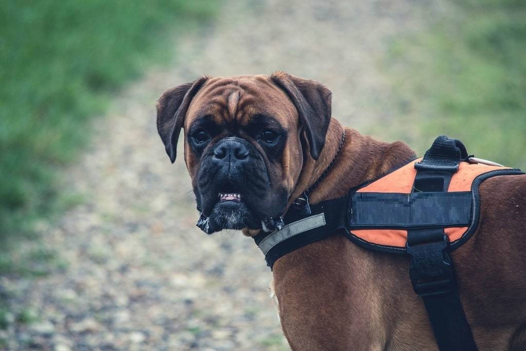 Education canine : pourquoi emmener son chien dans un club canin ?
