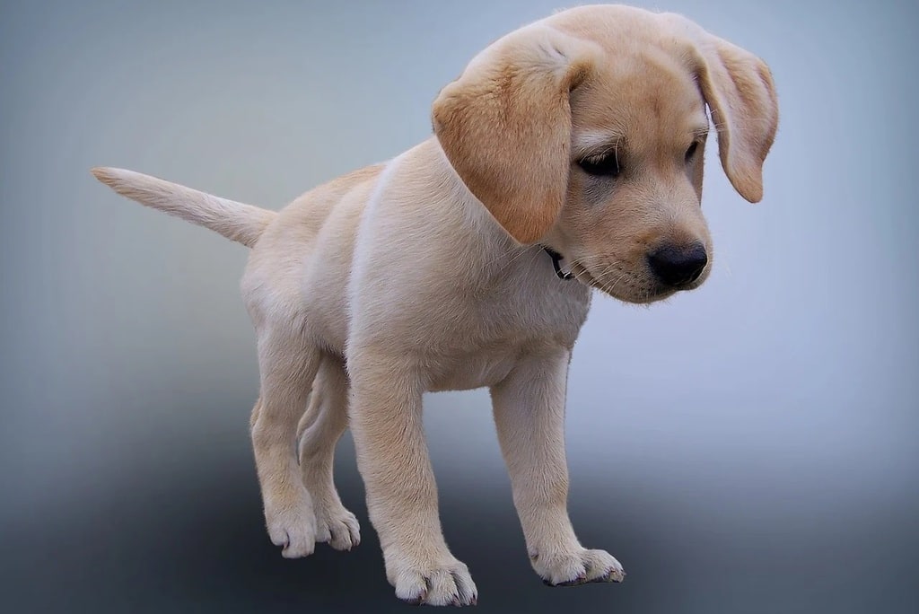 Quel âge pour un club canin ?