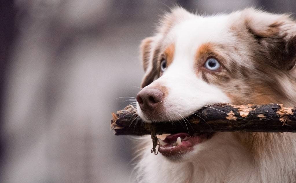 C'est quoi un club canin ?