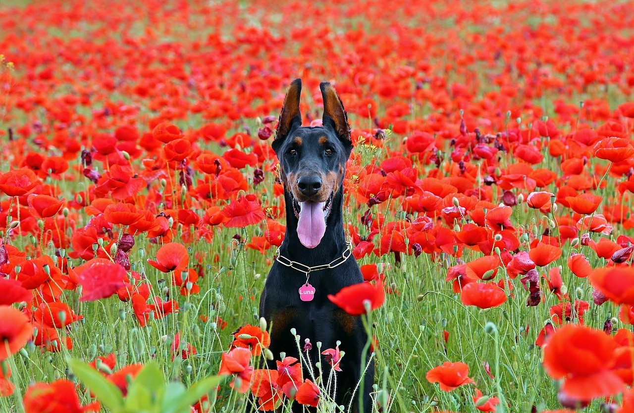 Différence entre un club canin et un éducateur canin ?