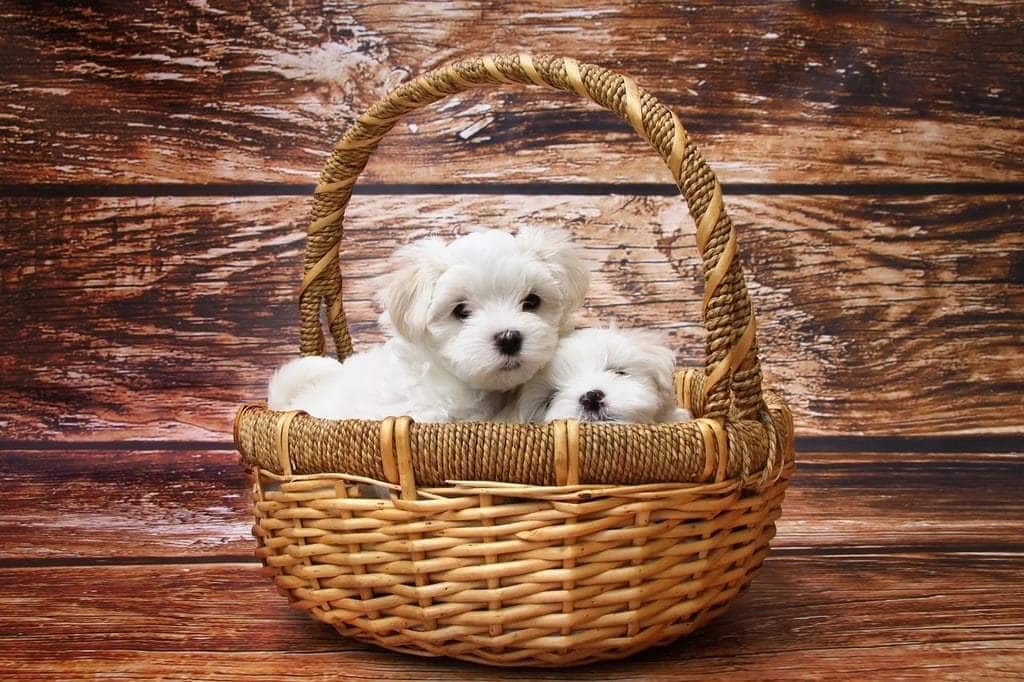 Comment choisir un club d'éducation pour son chiot ?