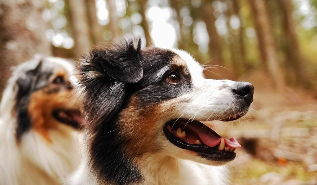 Education canine : pourquoi emmener son chien dans un club canin ?