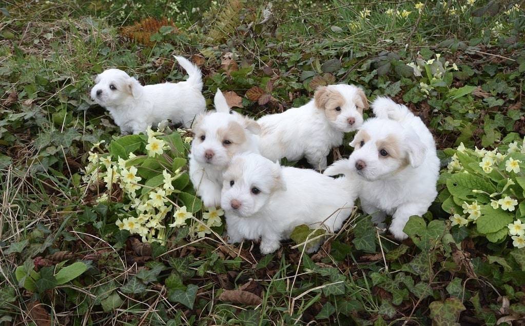 Comment choisir un club d'éducation pour son chiot ?