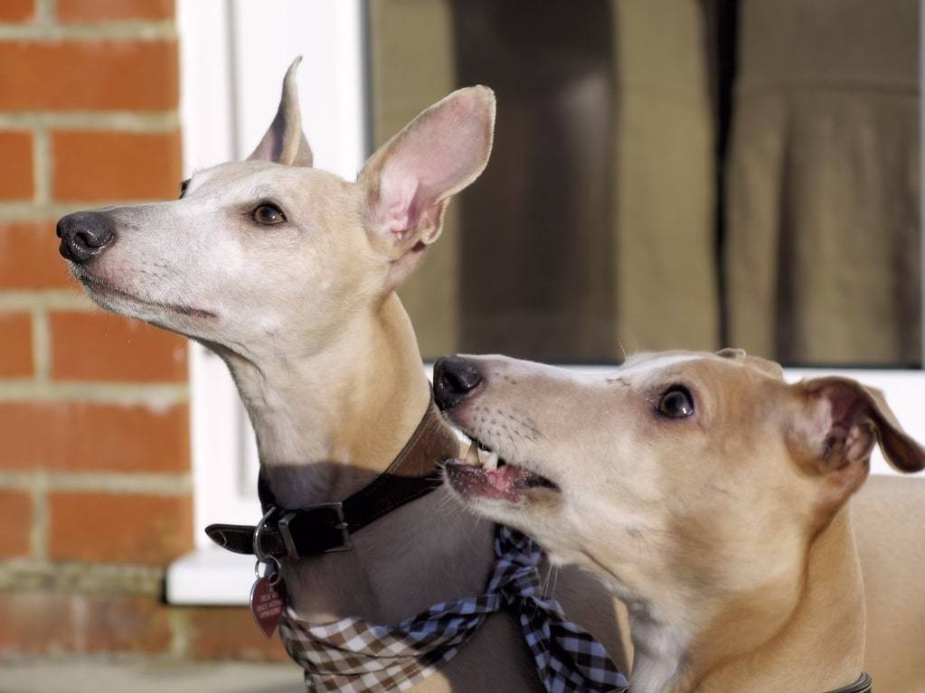 Quel âge pour un club canin ?