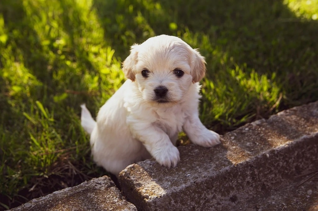 Différence entre un club canin et un éducateur canin ?