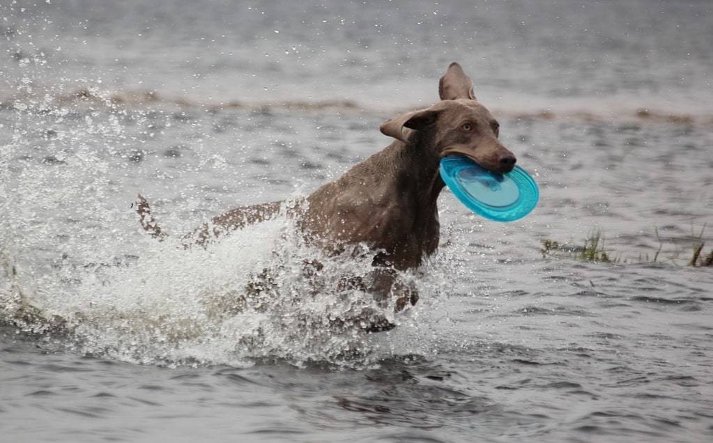 C'est quoi un club canin ?